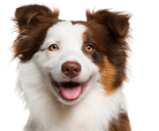 dog face png really cute